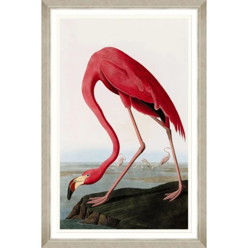 Birds of America