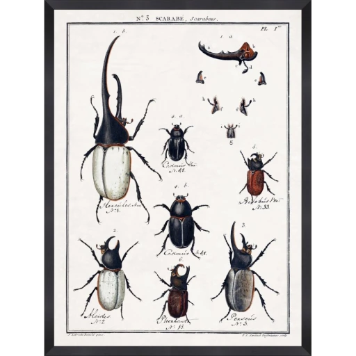 Entomology 