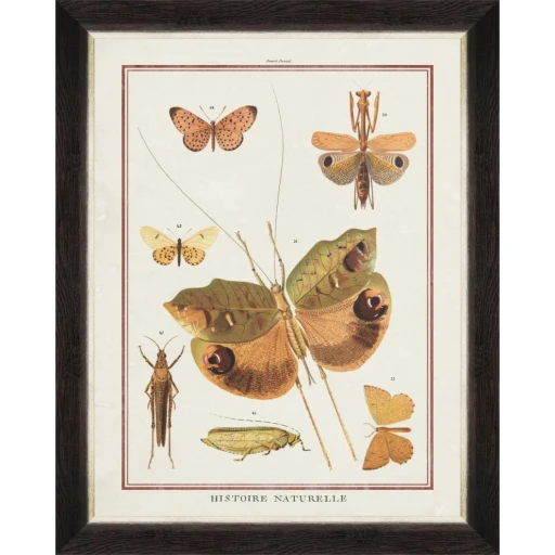Biodiversity Plate 