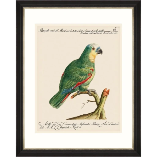 Parrots of Brazil