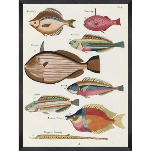 Poissons Ecrevis 