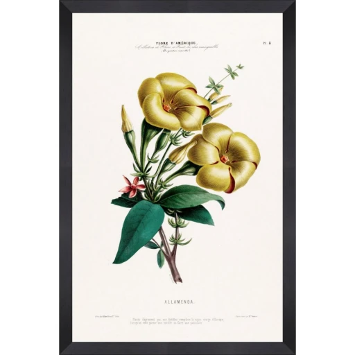 Flore DAmerique 
