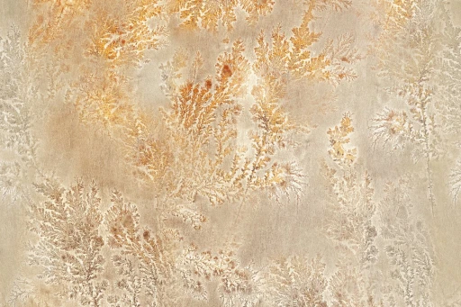 Glamora Fossil Octocorallia