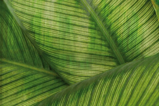 Glamora Paysage Leaf