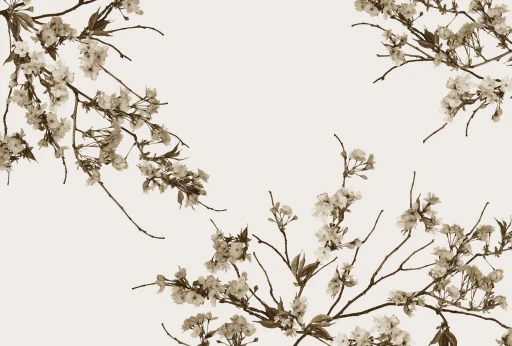 Glamora Essence Korean Blossom