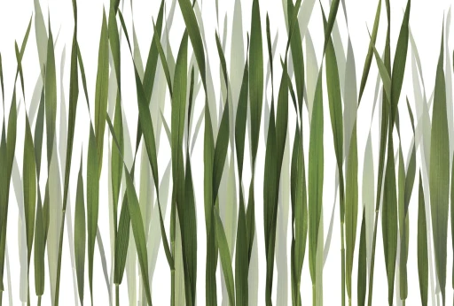 Glamora Essence Greenfields